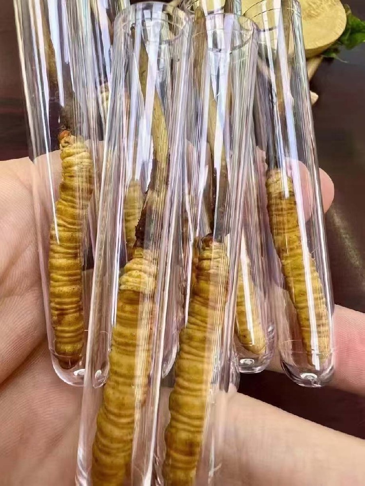 鲜虫草